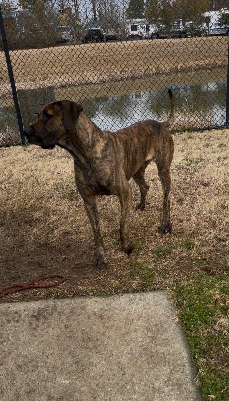 Enlarge Winston , a ADOPTABLE Great Dane in Suffolk, VA image 2/2