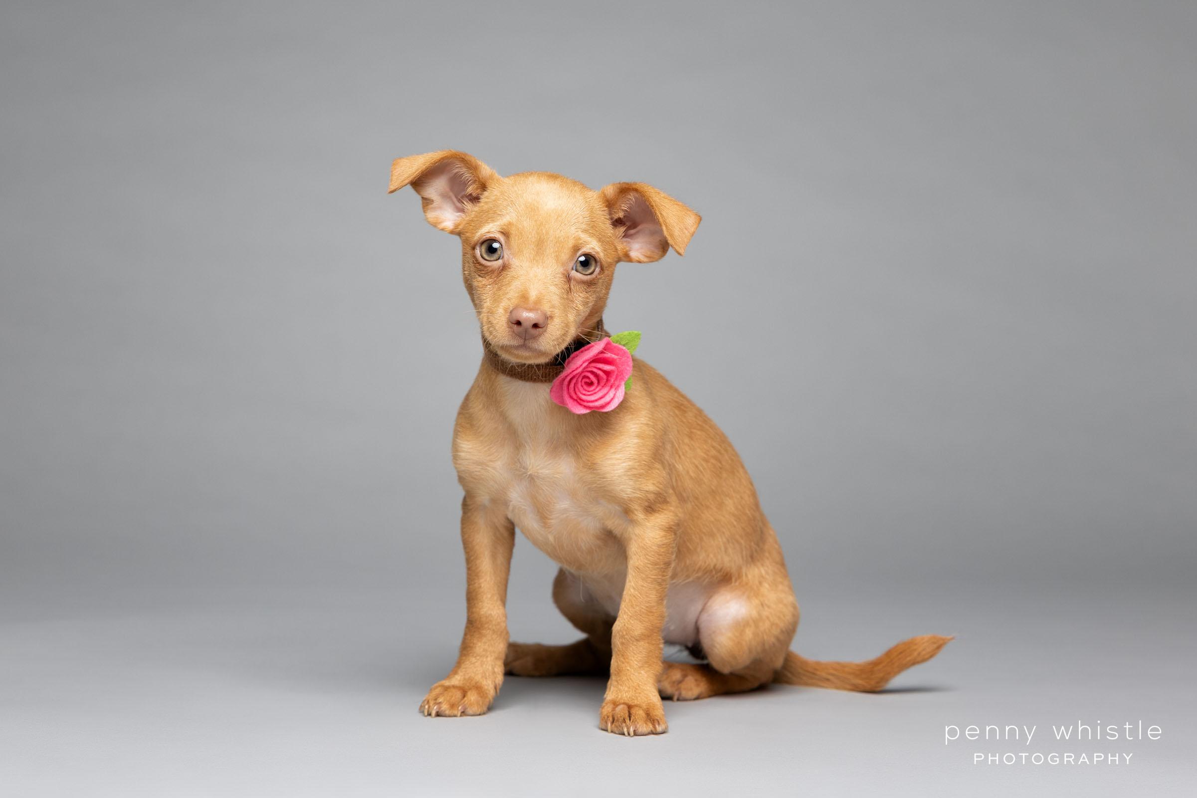 Gingersnap, an adopted mixed breed in Coppell, TX image 1/3