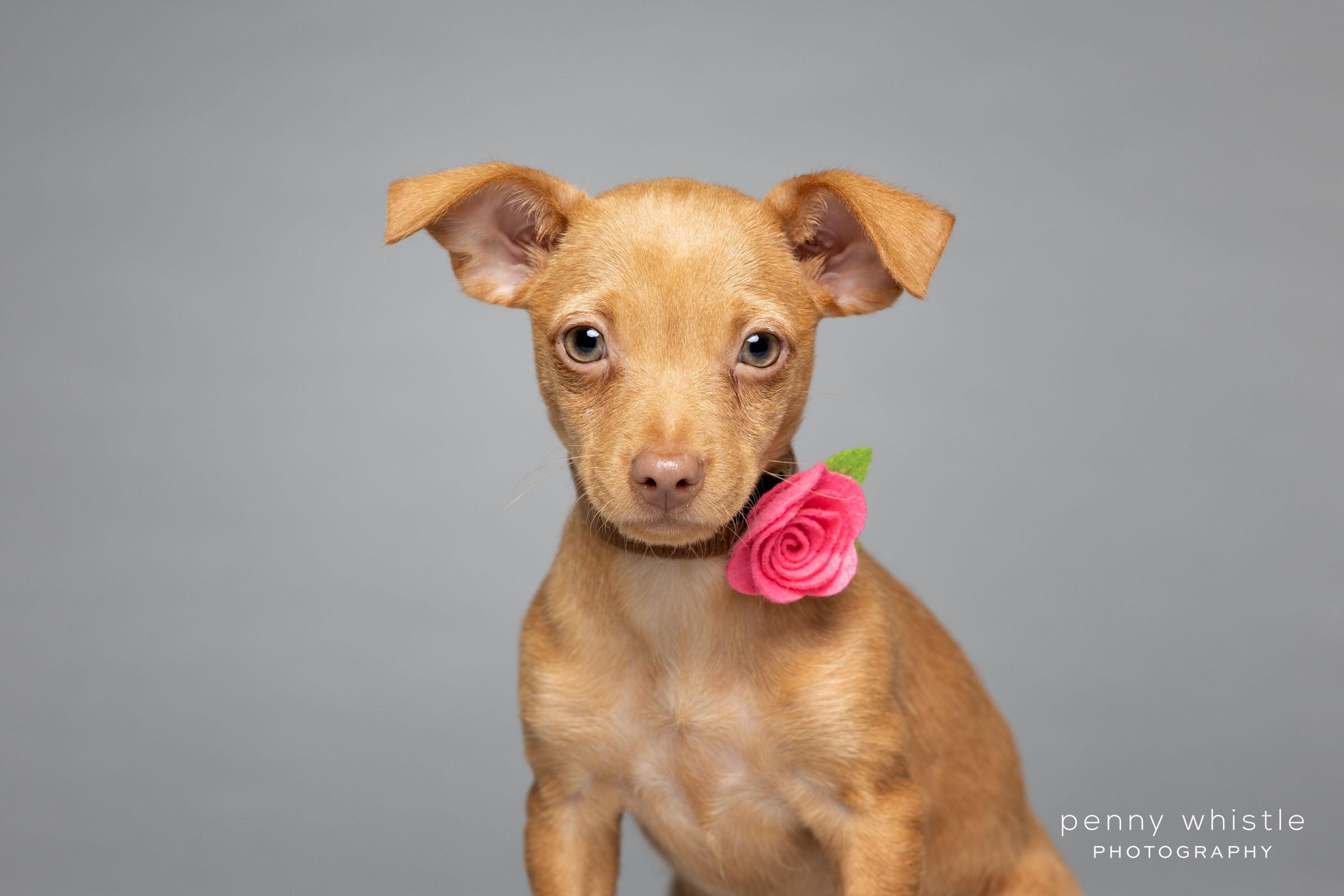 Gingersnap, an adopted mixed breed in Coppell, TX image 2/3
