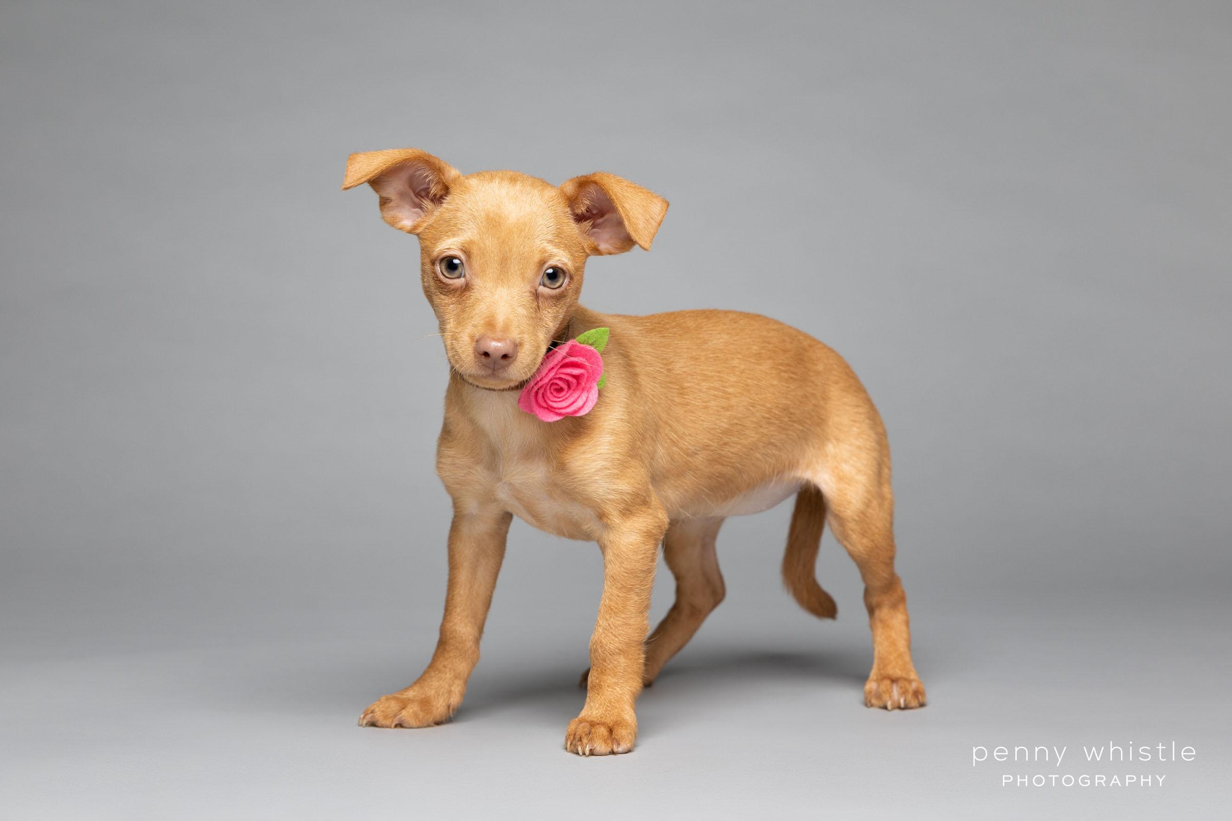 Gingersnap, an adopted mixed breed in Coppell, TX image 3/3