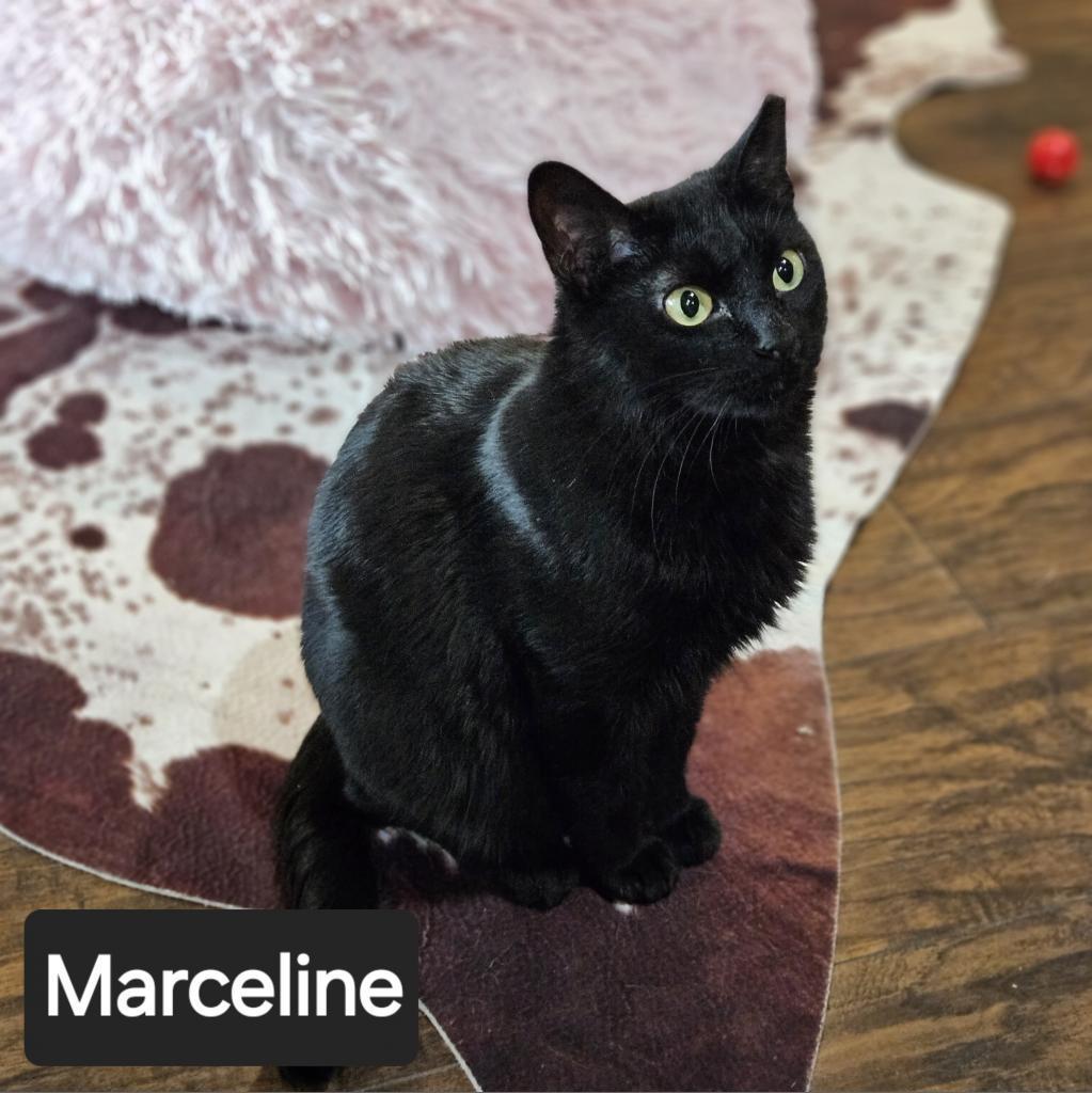 Enlarge Marceline, a Adoptable Domestic Short Hair in Nashville, TN image 1/1
