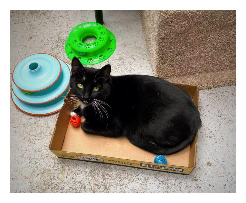 Blake, an adoptable Domestic Short Hair in Courtenay, BC, V9N 7T4 | Photo Image 3