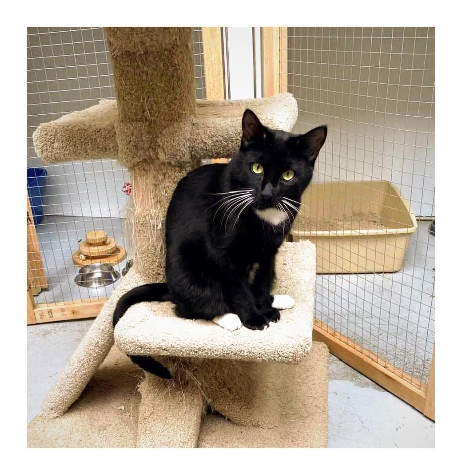 Blake, an adoptable Domestic Short Hair in Courtenay, BC, V9N 7T4 | Photo Image 2