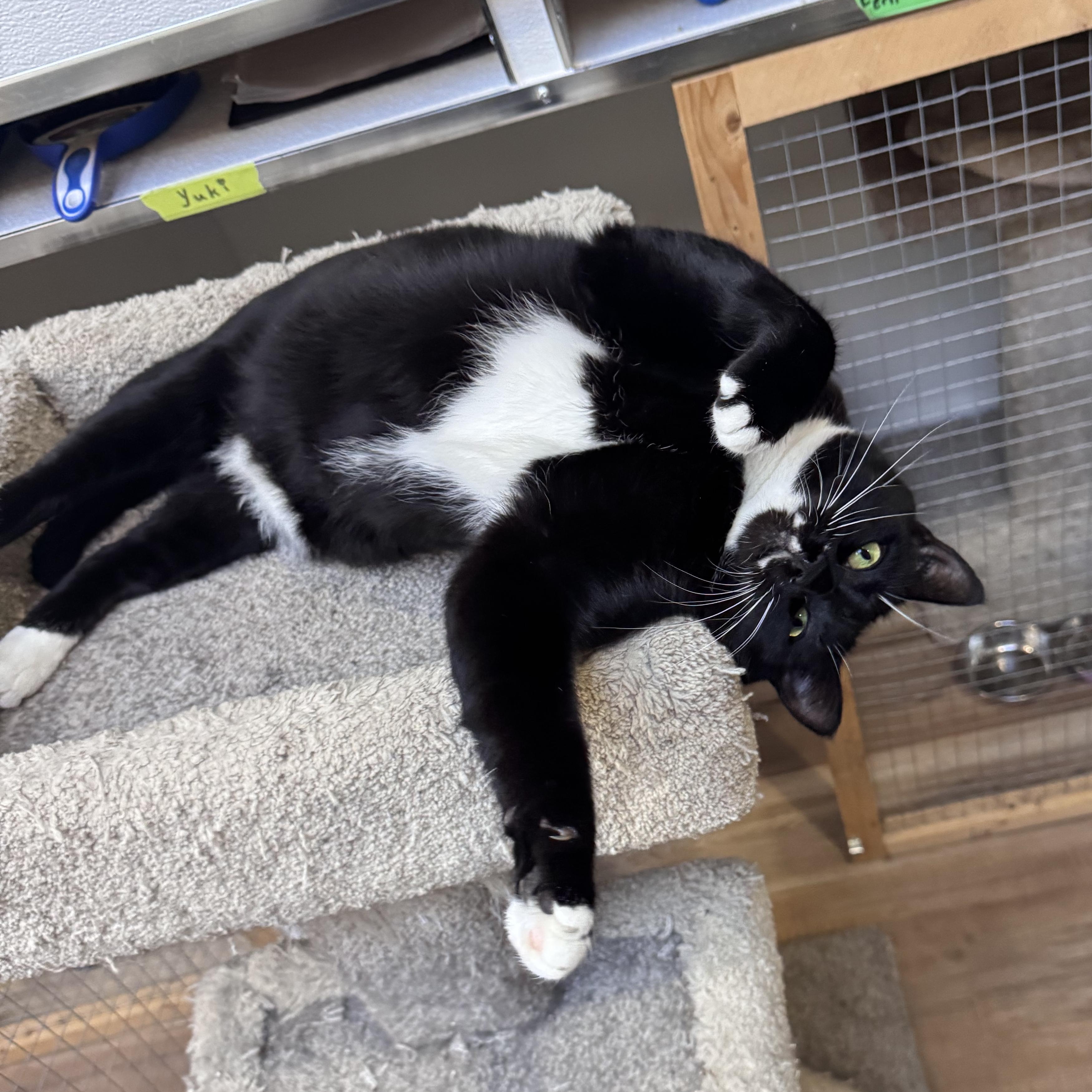 Blake, an adoptable Domestic Short Hair in Courtenay, BC, V9N 7T4 | Photo Image 1