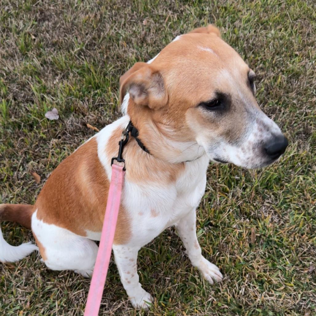 Enlarge Momo, a Adoptable mixed breed in Waggaman, LA image 1/3