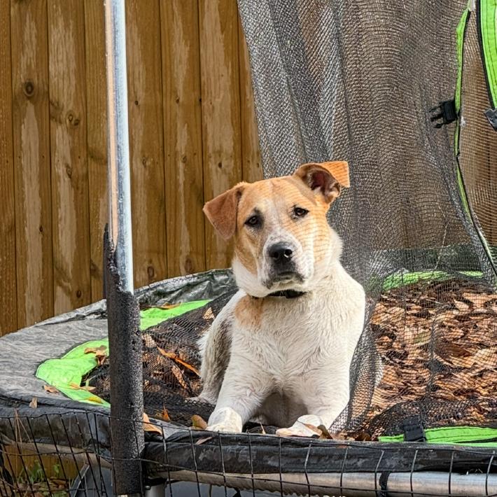 Enlarge Momo, a Adoptable mixed breed in Waggaman, LA image 2/3
