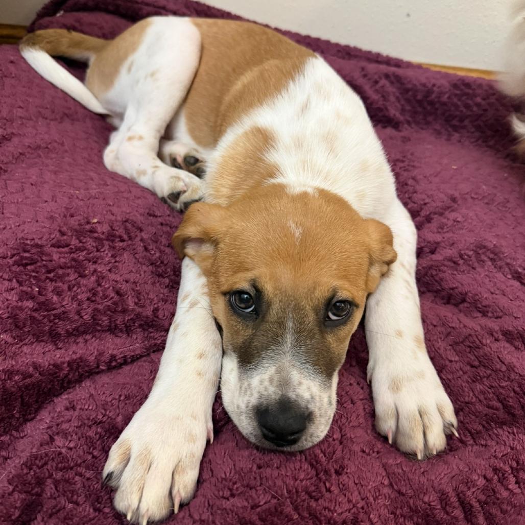 Enlarge Momo, a Adoptable mixed breed in Waggaman, LA image 3/3