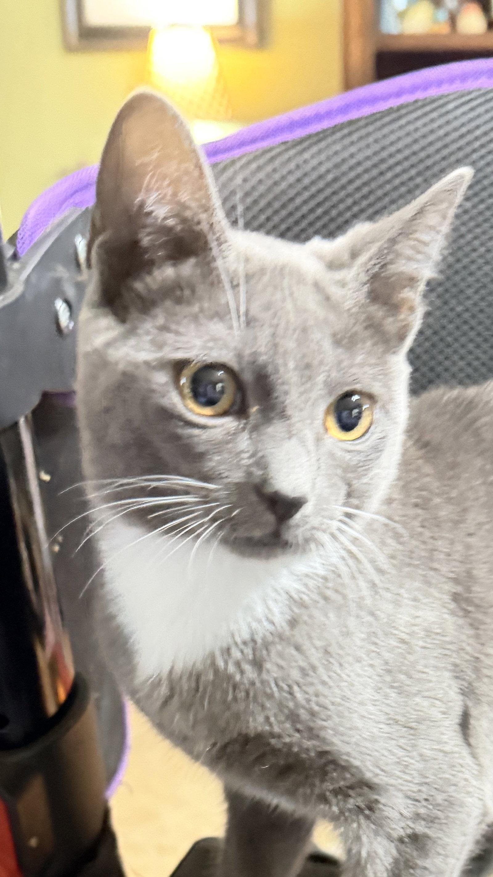 Cassie, Adopted, Young Female Tuxedo & Domestic Short Hair.