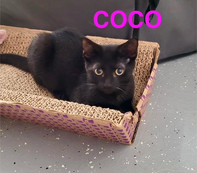 Coco, Adoptable, Young Female American Shorthair.