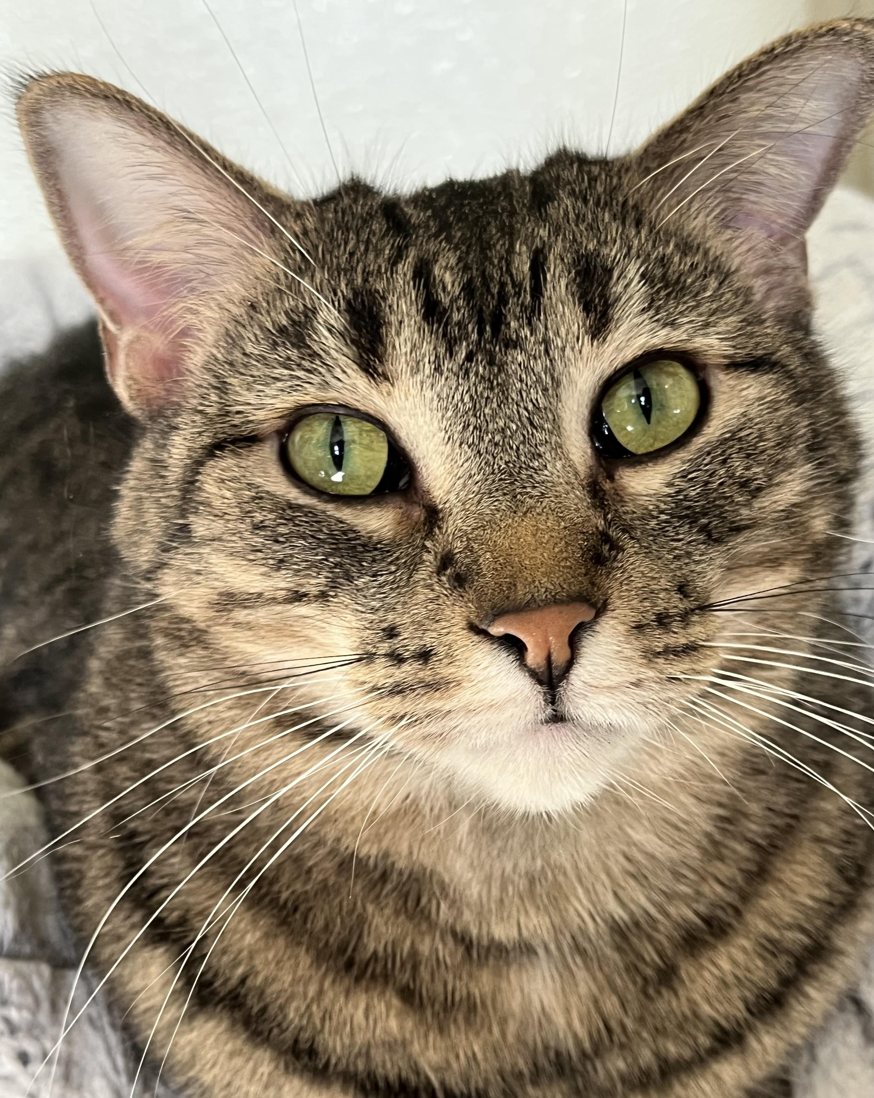 Harley, a Adoptable Domestic Short Hair in Moline, IL image 1/4