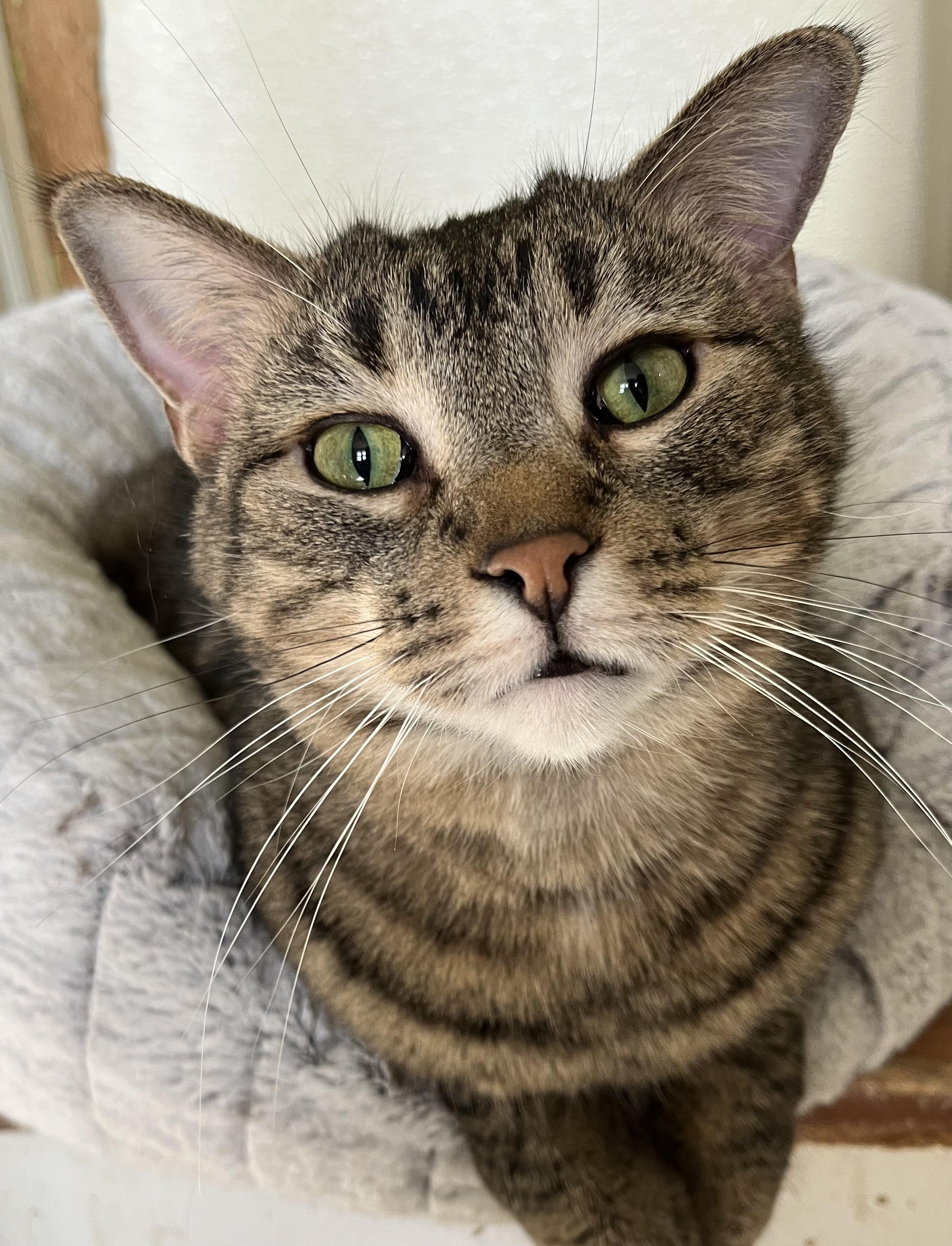 Harley, a Adoptable Domestic Short Hair in Moline, IL image 2/4