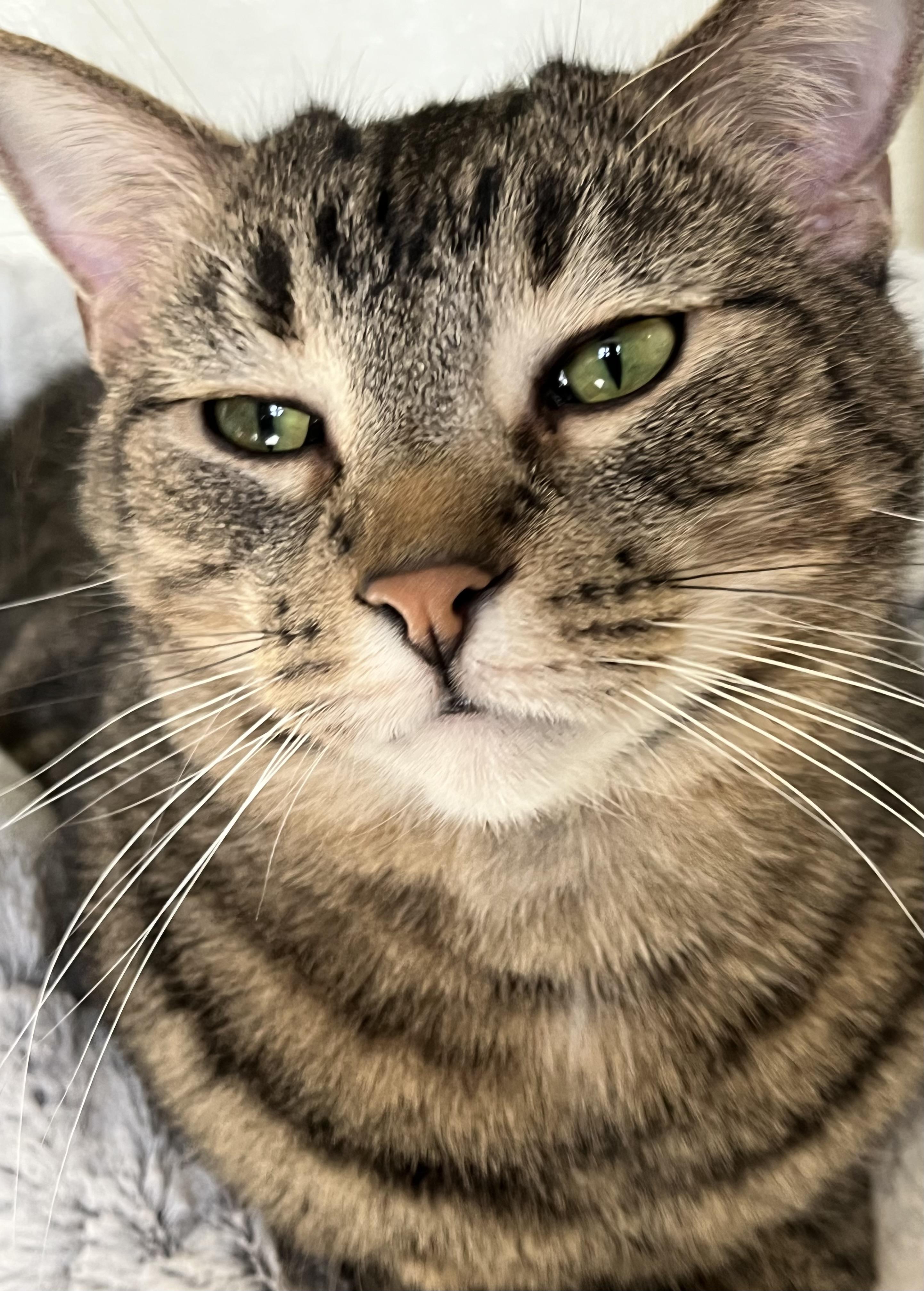 Harley, a Adoptable Domestic Short Hair in Moline, IL image 3/4