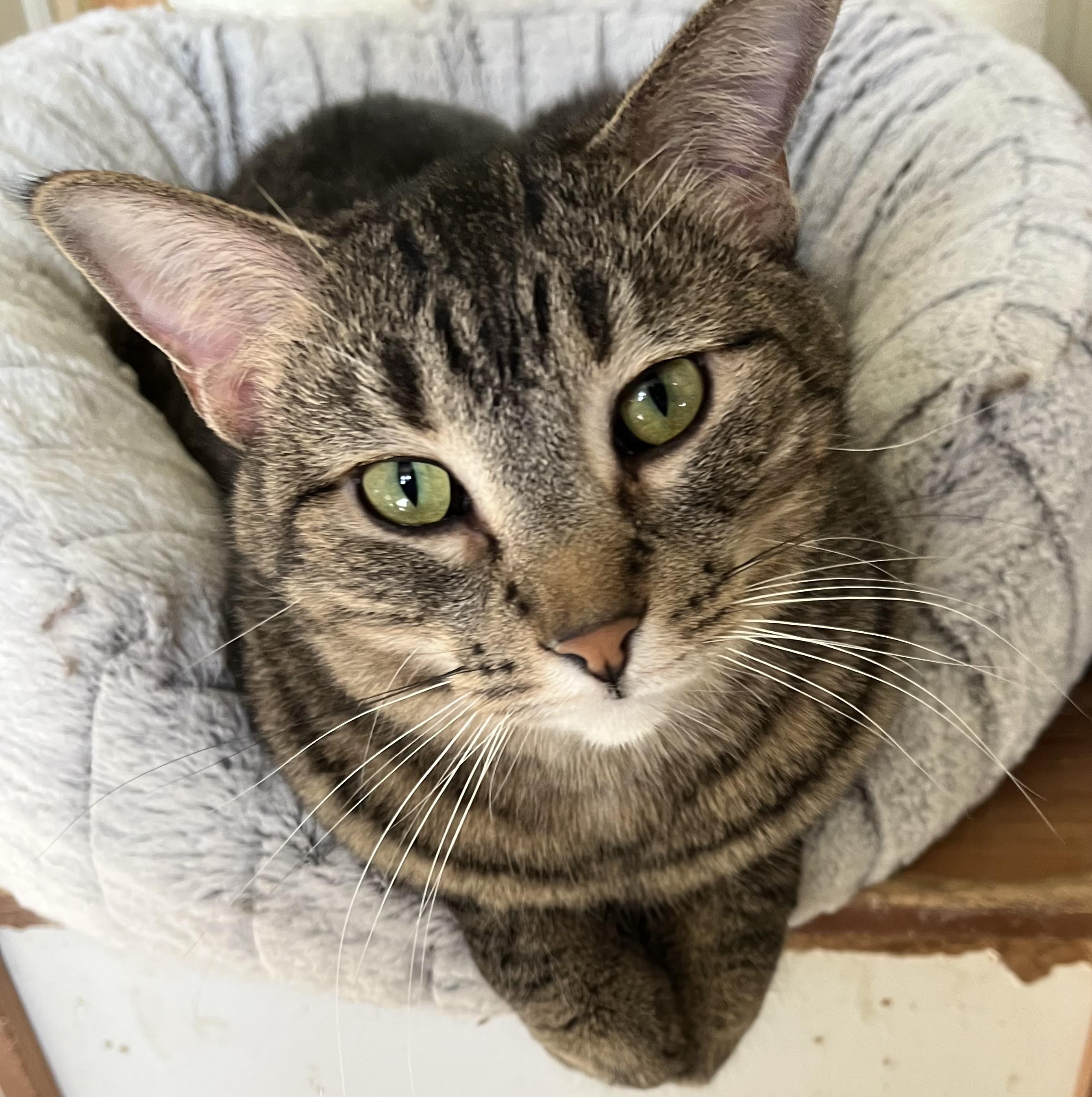 Harley, a Adoptable Domestic Short Hair in Moline, IL image 4/4