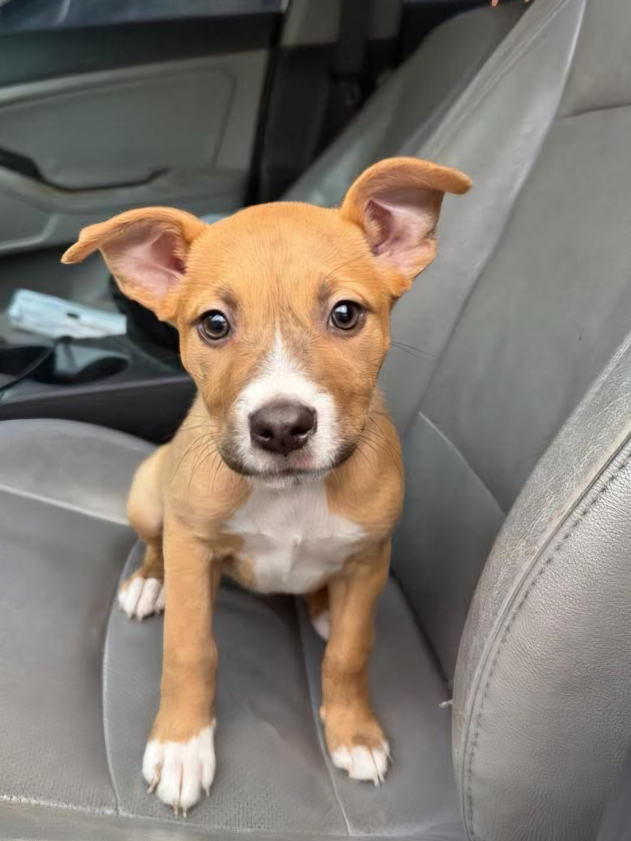 Gaia, Adoptable, Puppy Female Boxer & Pit Bull Terrier.