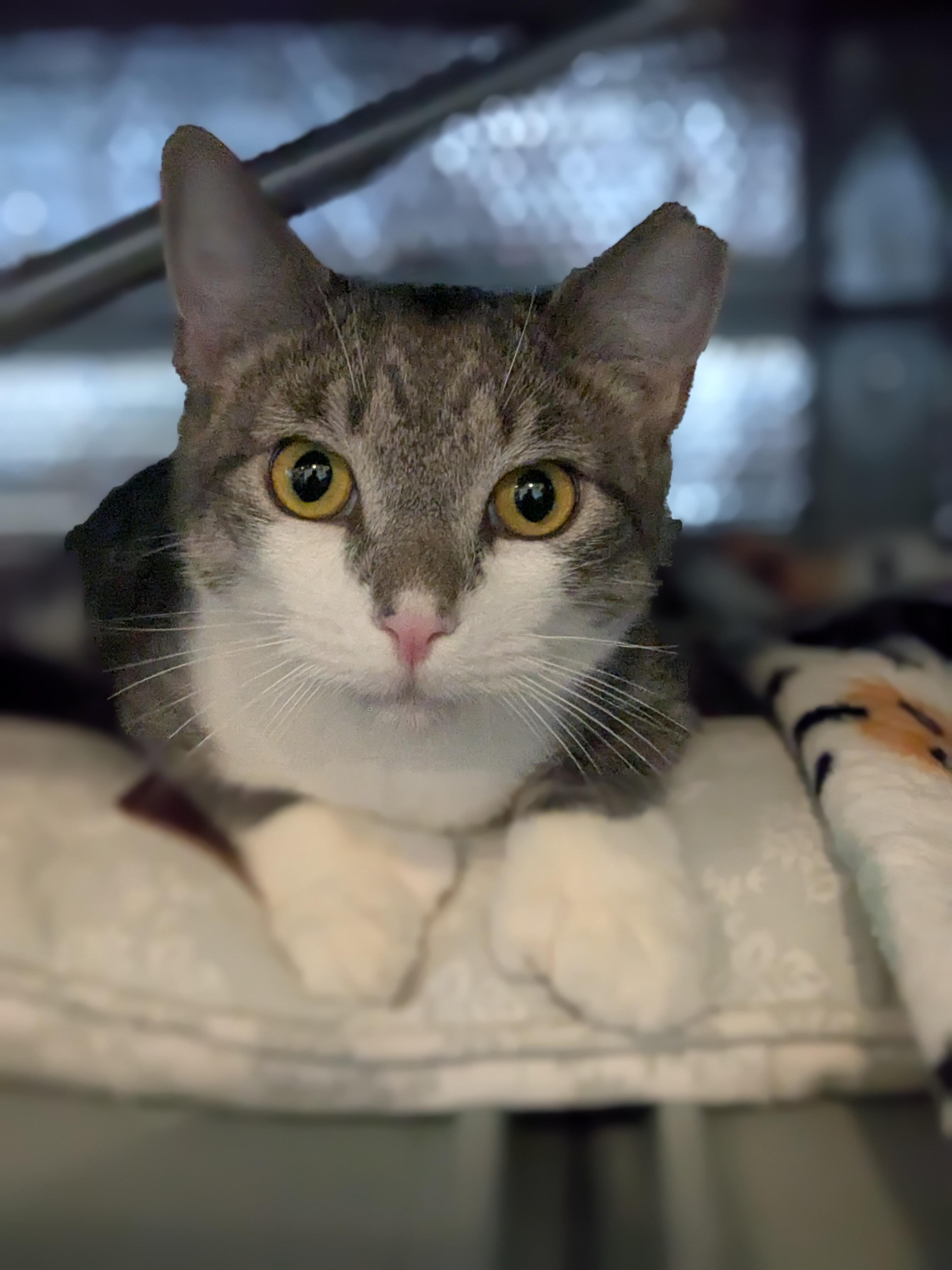 Lotto, an adoptable Domestic Short Hair in Newburgh, NY image 5/6