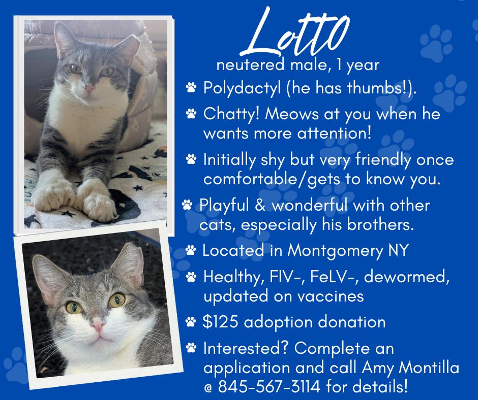 Lotto, an adoptable Domestic Short Hair in Newburgh, NY image 4/6