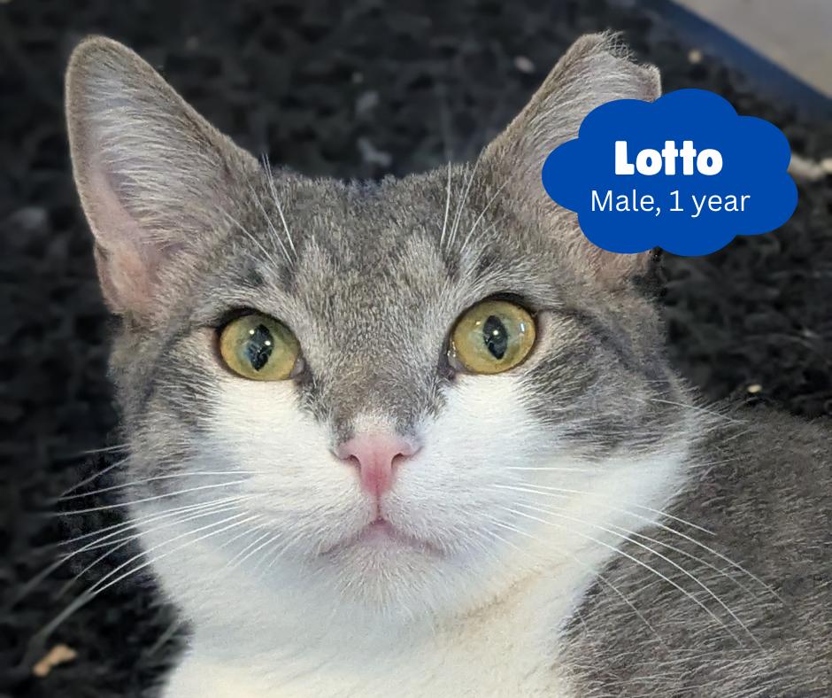 Lotto, an adoptable Domestic Short Hair in Newburgh, NY image 2/6