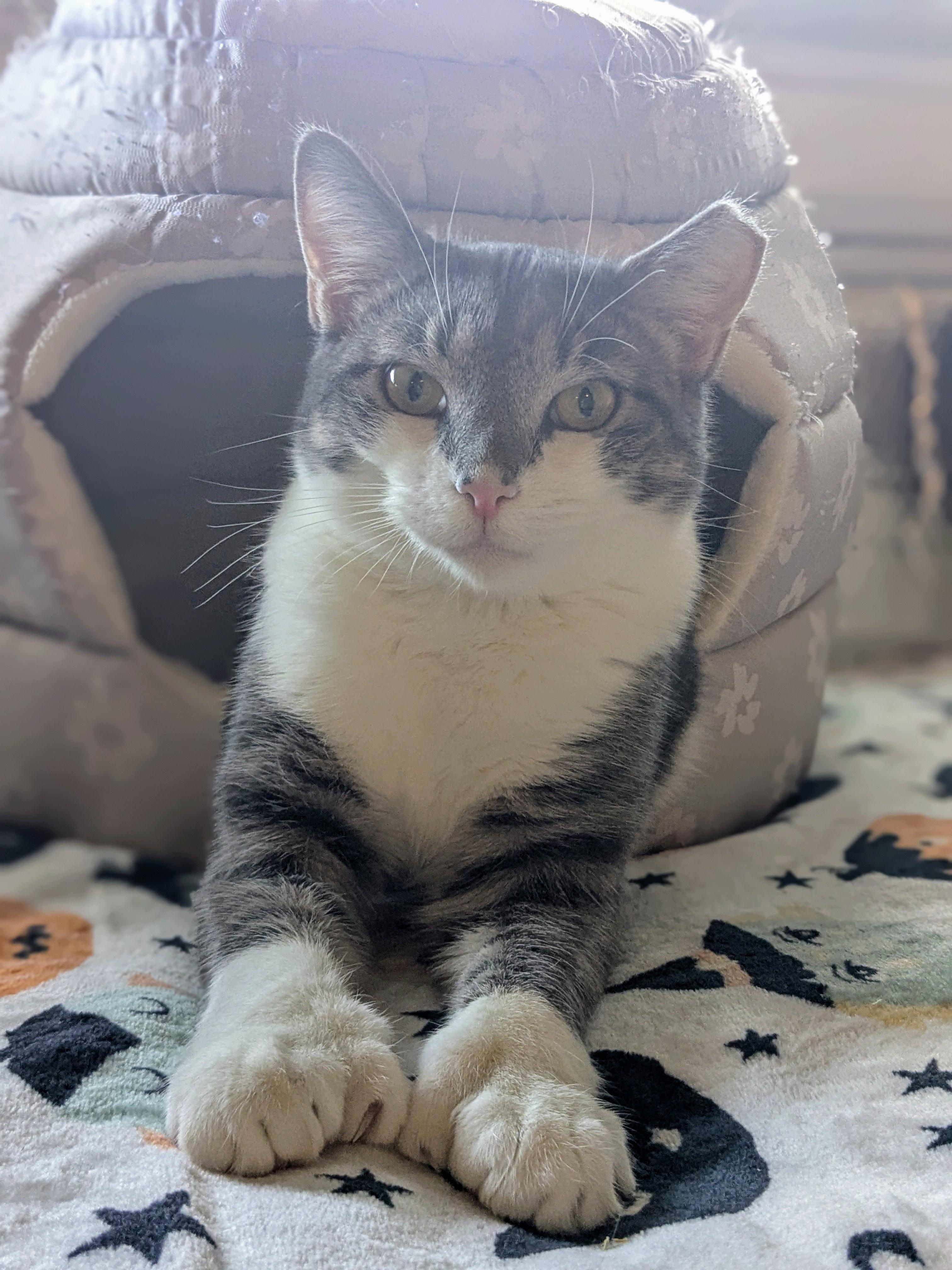 Lotto, Adoptable, Young Male Domestic Short Hair.