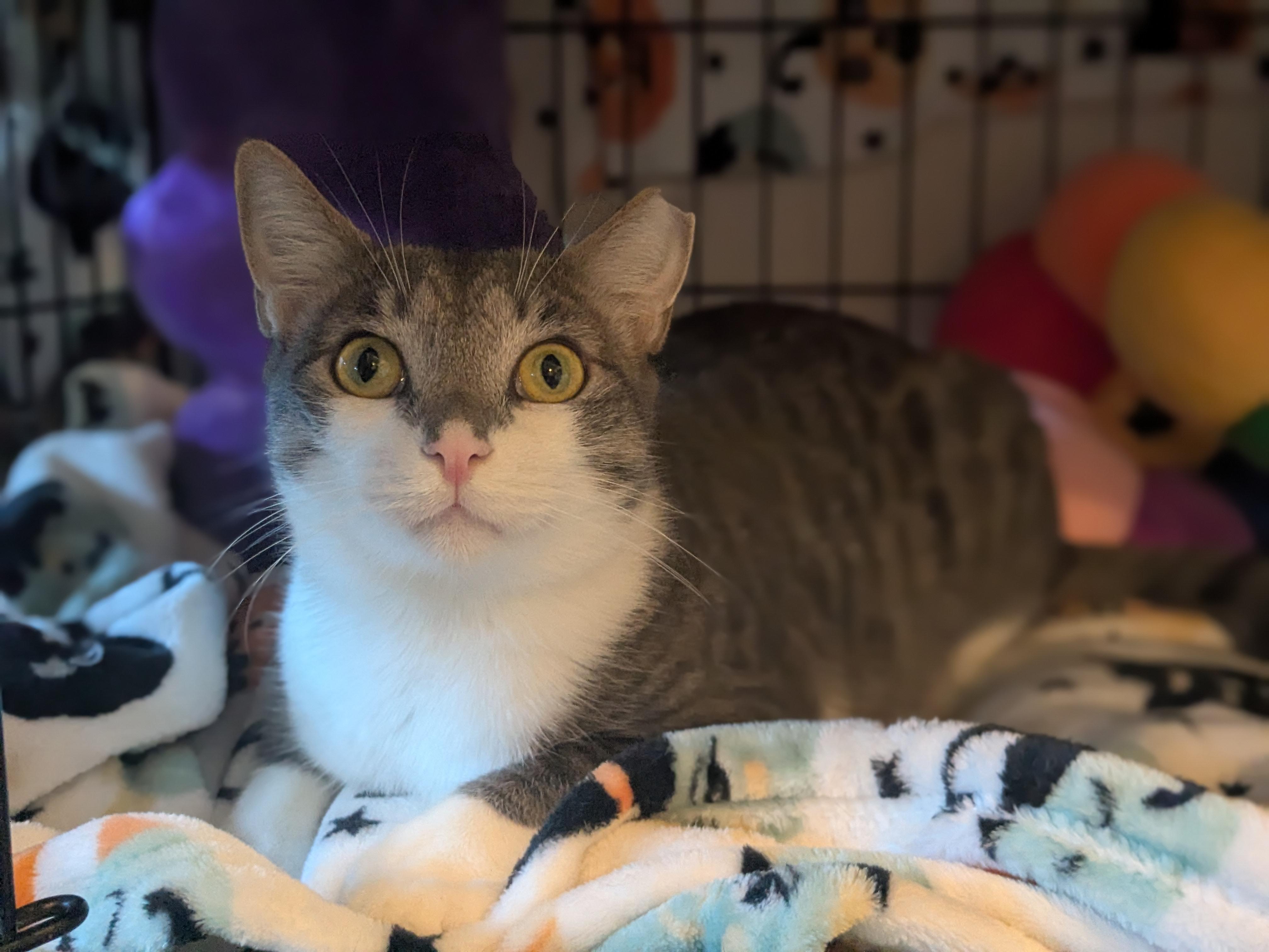 Lotto, an adoptable Domestic Short Hair in Newburgh, NY image 6/6