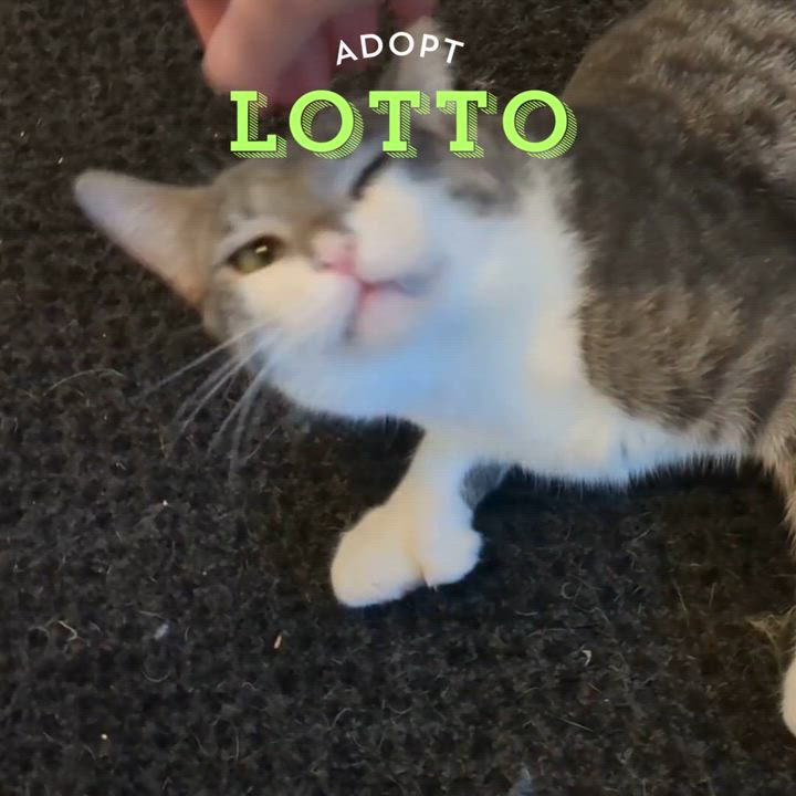 Enlarge Lotto, an adoptable Domestic Short Hair in Newburgh, NY video 3/6