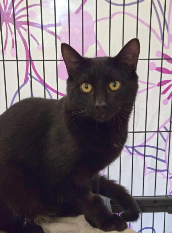Linguini, adopted, Young Male Domestic Short Hair.