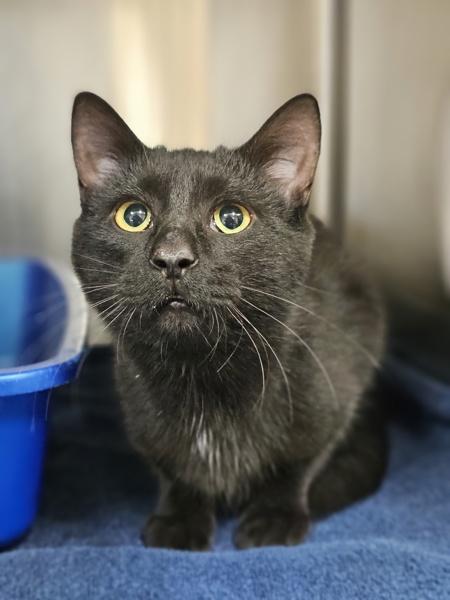 Enlarge Linguini, an adopted Domestic Short Hair in Bowmanville, ON image 2/2
