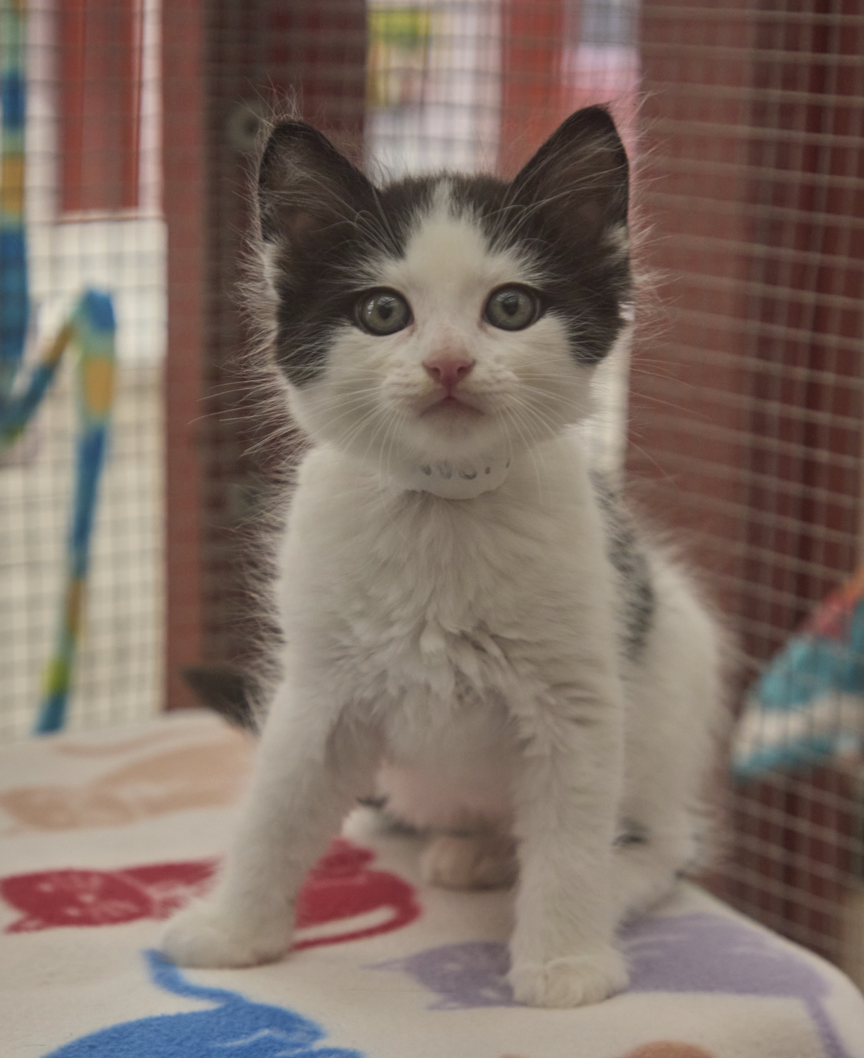 Cat for adoption Snoopy, a Domestic Long Hair in Santa Barbara, CA