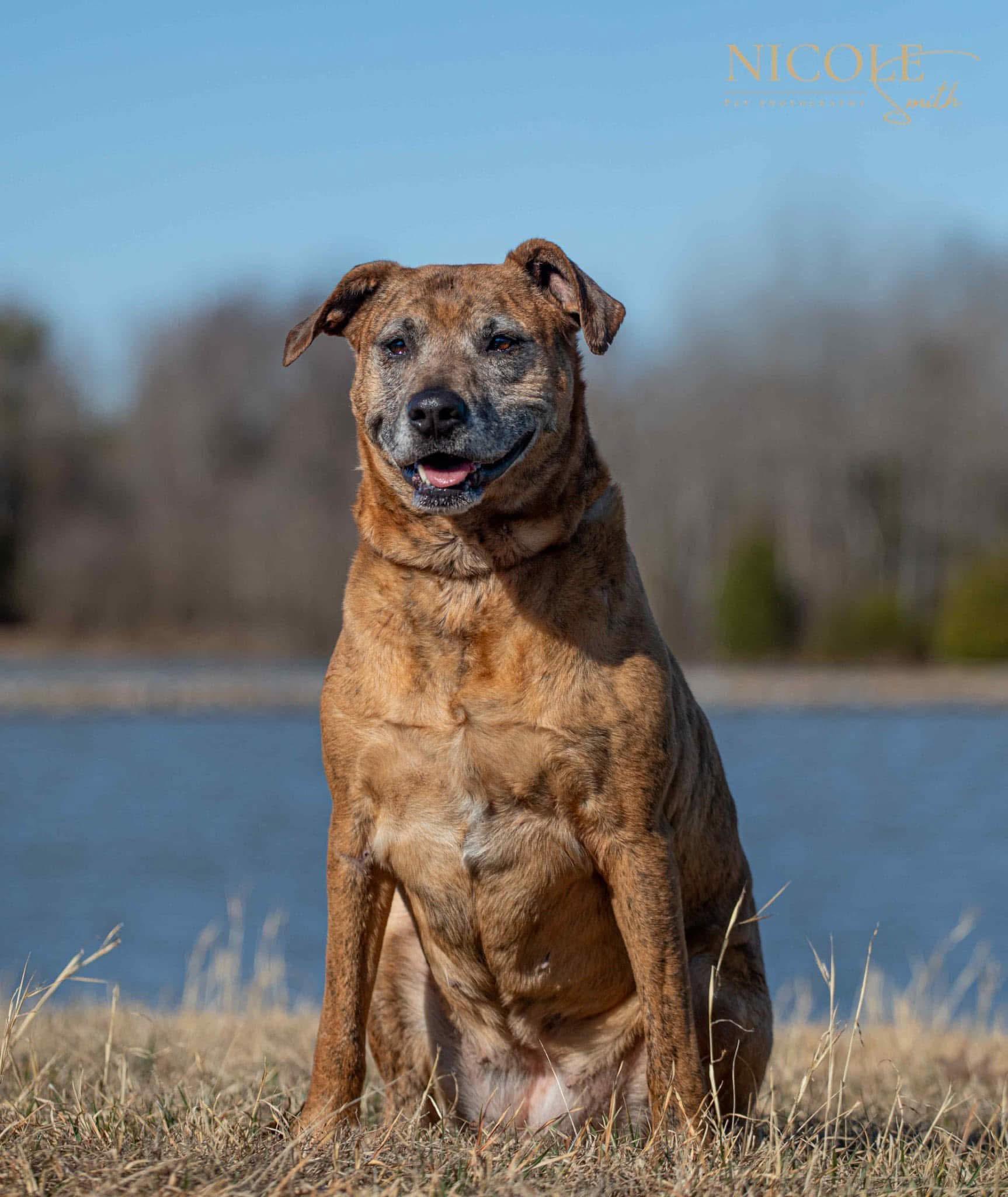 Athena, a Adoptable Mixed Breed in Greenville, KY image 1/2