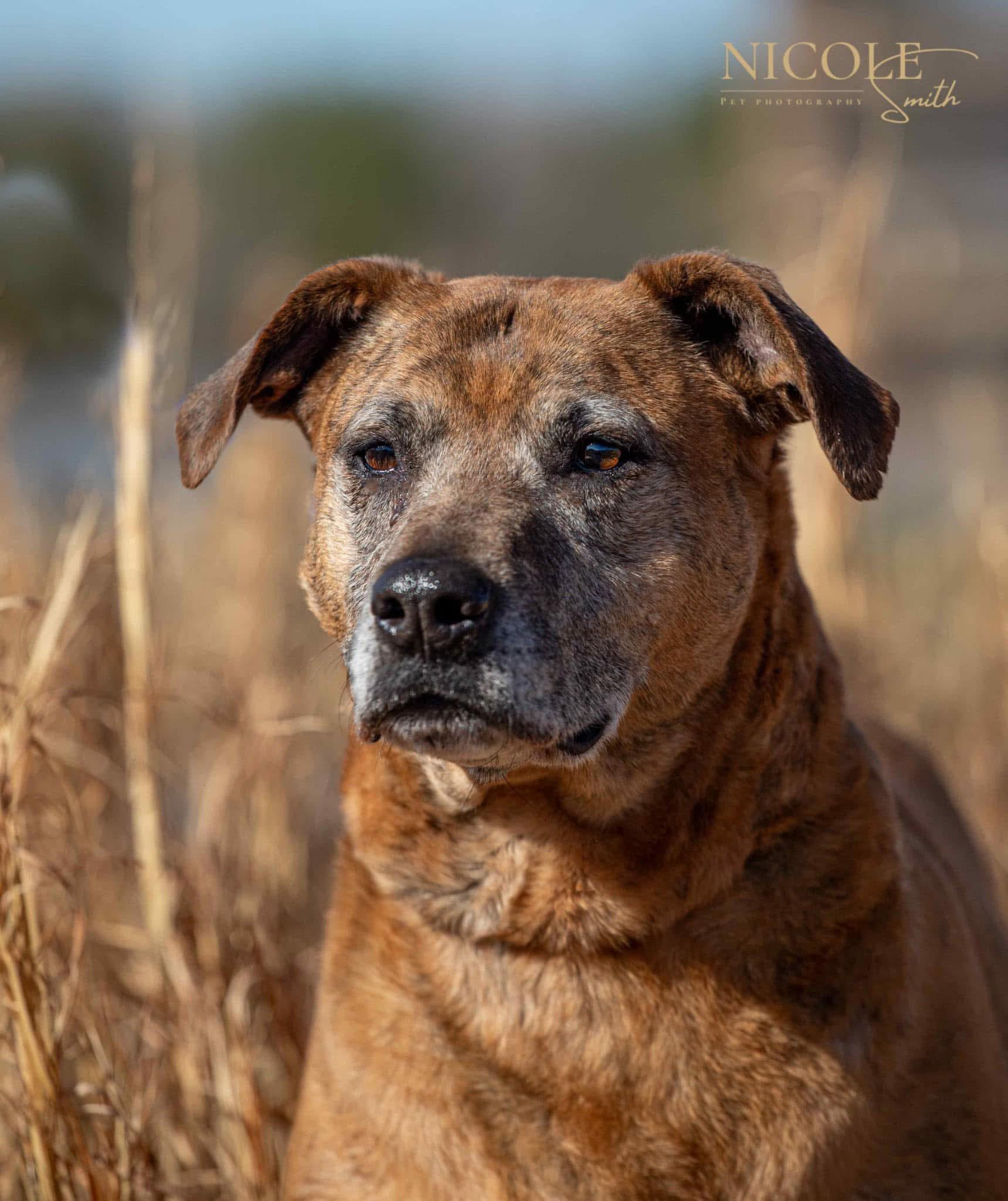 Athena, a Adoptable Mixed Breed in Greenville, KY image 2/2