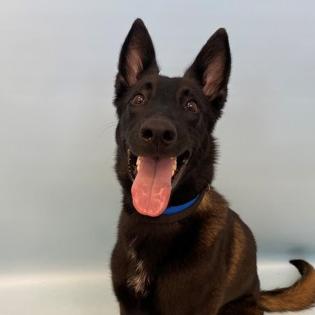 Enlarge Kodak D12597, a Adoptable mixed breed in Woodbury, MN image 1/1