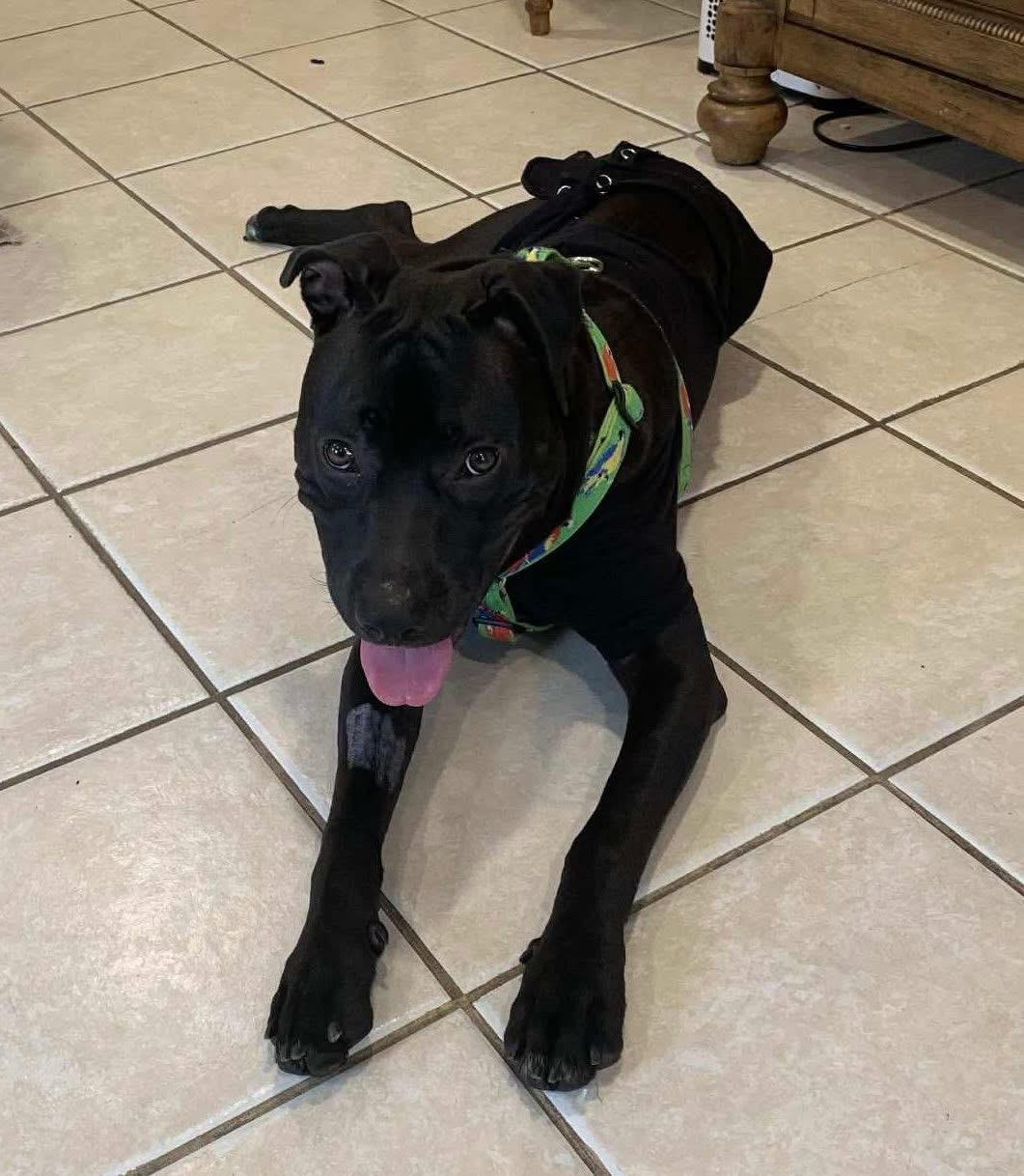 Peter, Adoptable, Young Male Blue Lacy.