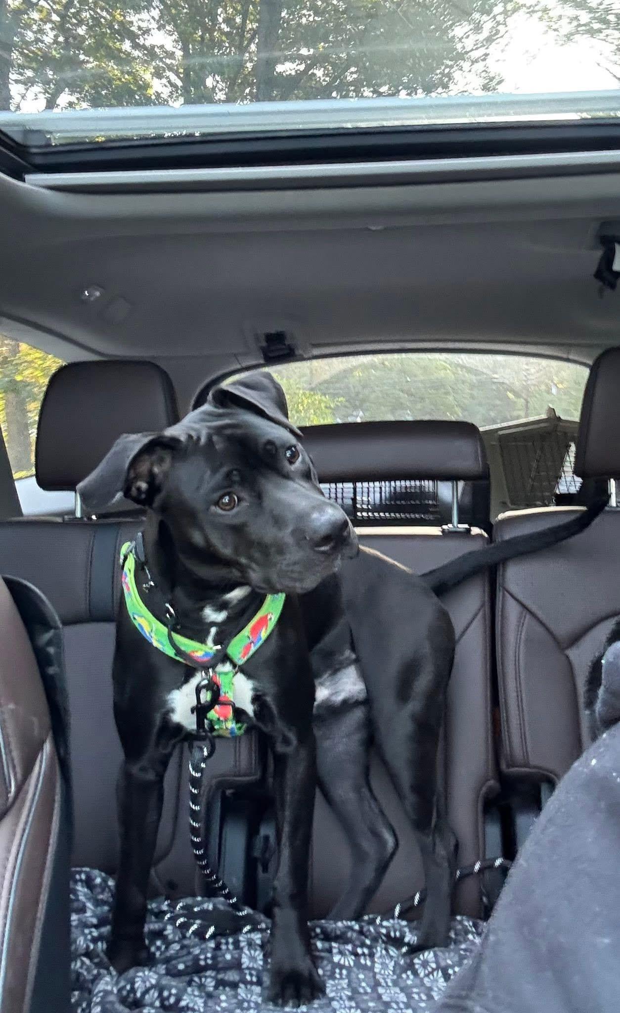 Enlarge Peter, a Adoptable mixed breed in Milford, MA image 2/4