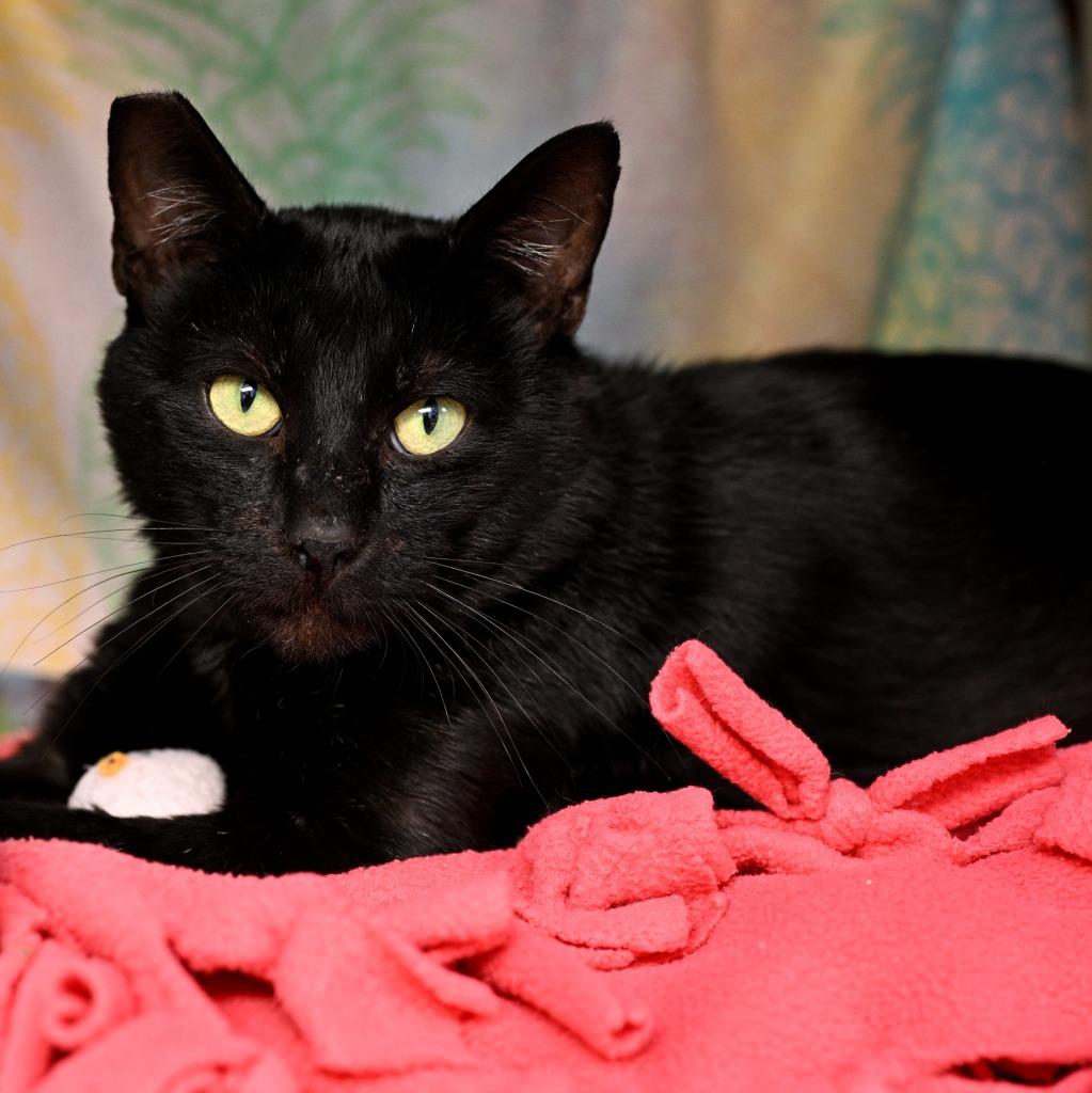 Cthulhu Clarkston, Adoptable, Young Male Domestic Short Hair.