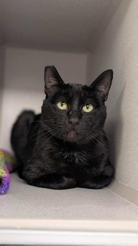 Cthulhu Clarkston, Adoptable, Young Male Domestic Short Hair.