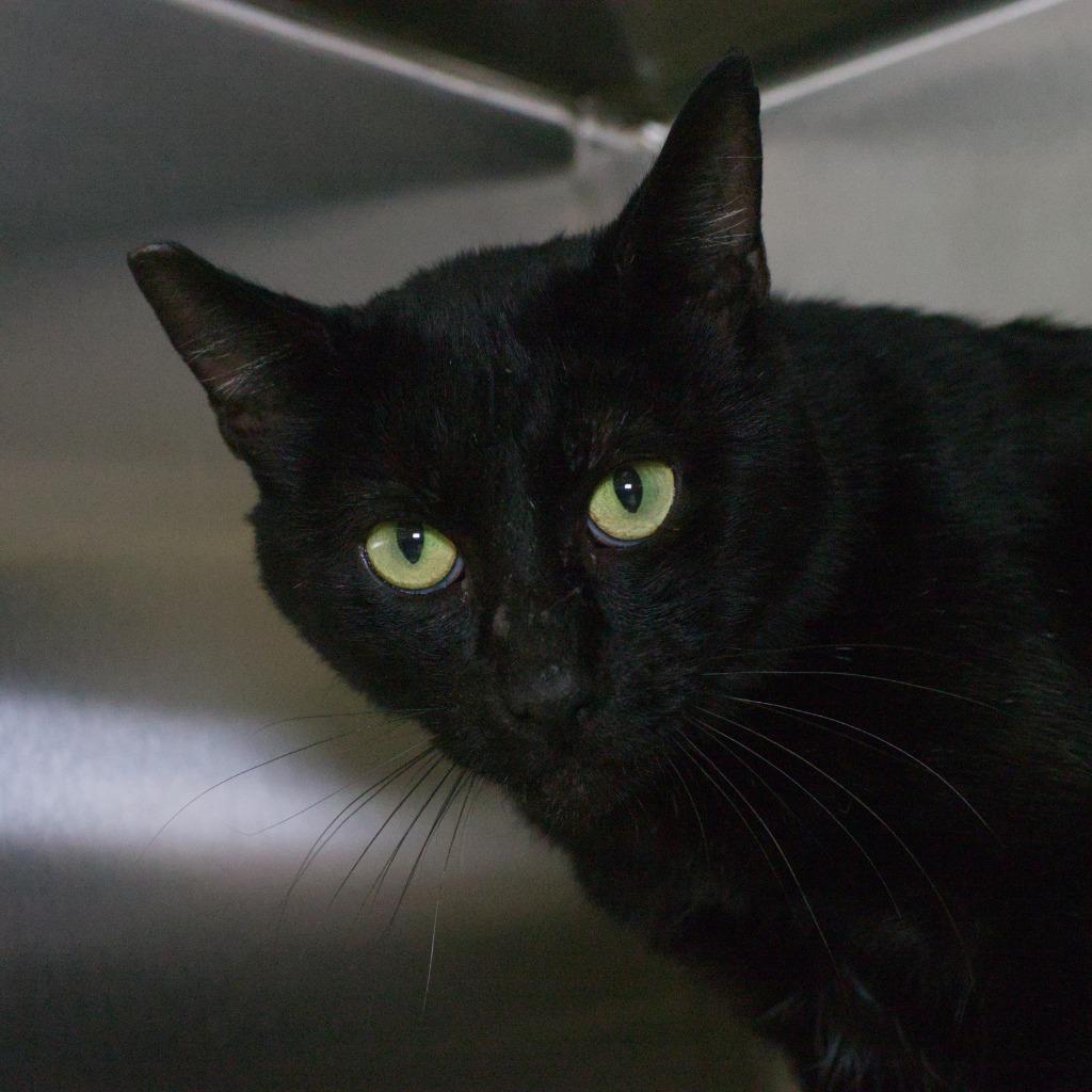 Enlarge Cthulhu Clarkston, a Adoptable mixed breed in Shoreline, WA image 2/4