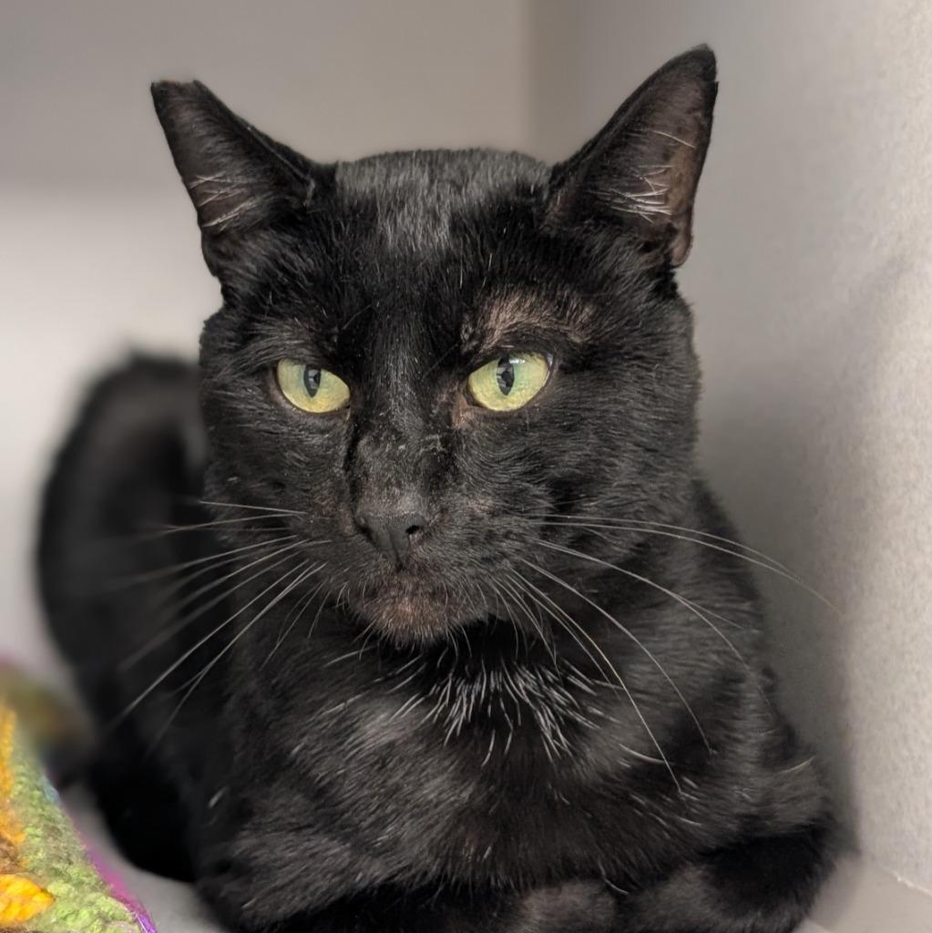 Enlarge Cthulhu Clarkston, a Adoptable mixed breed in Shoreline, WA image 3/4