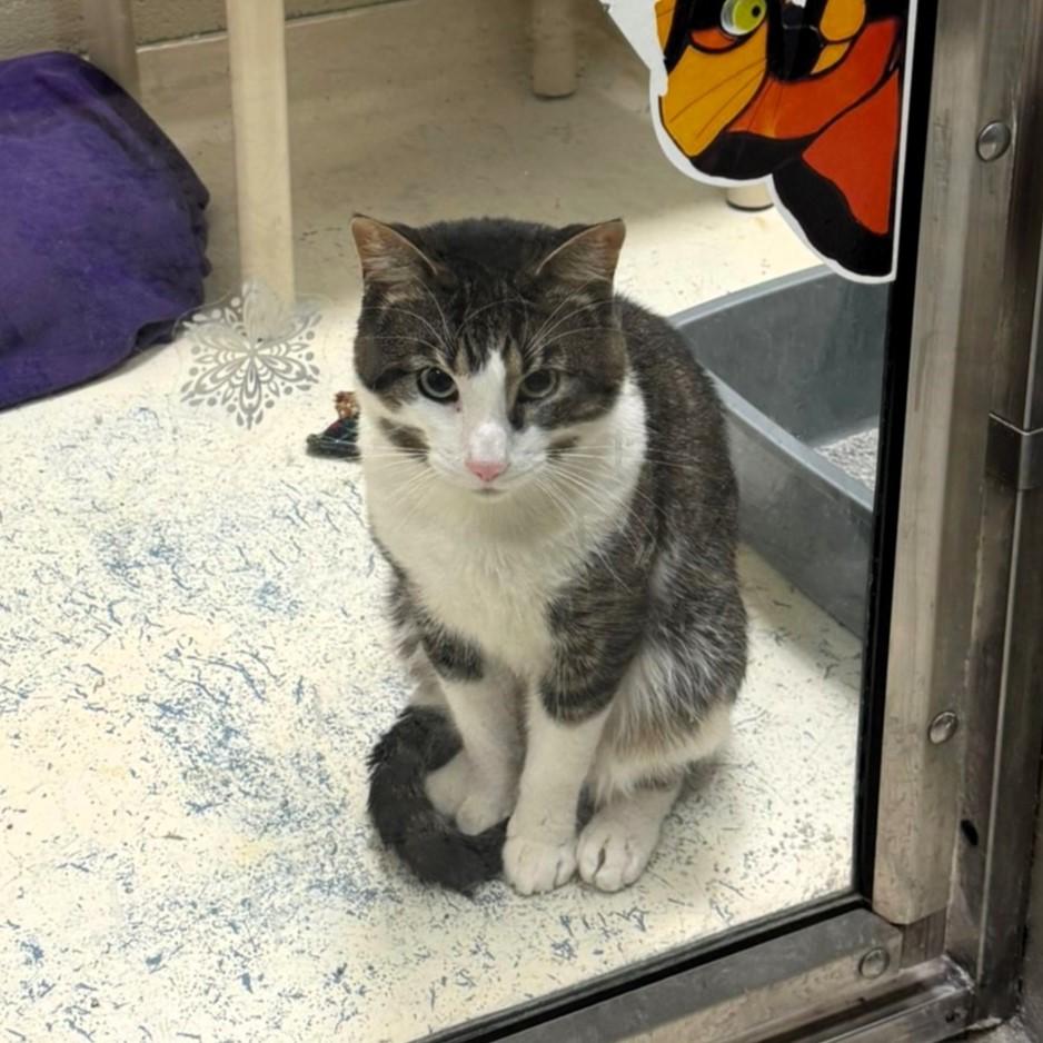 Toby, Adult Male unknown