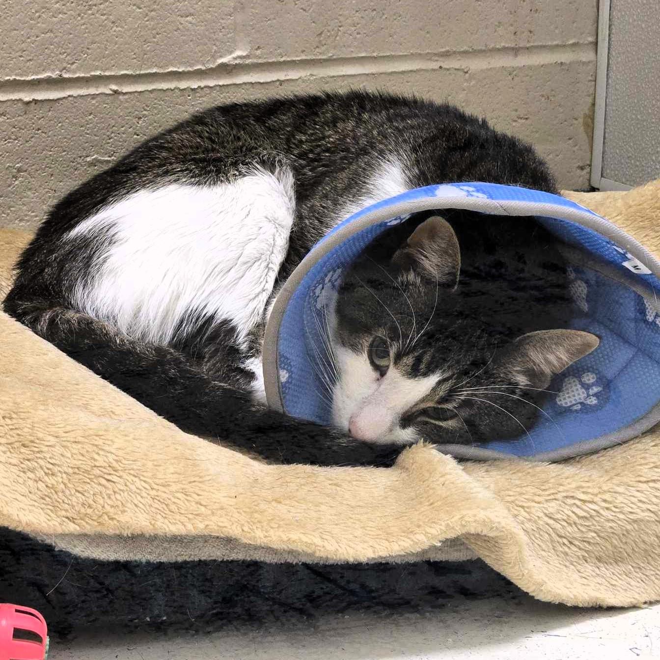 Toby, a Adoptable Domestic Short Hair in Alliston, ON image 2/2