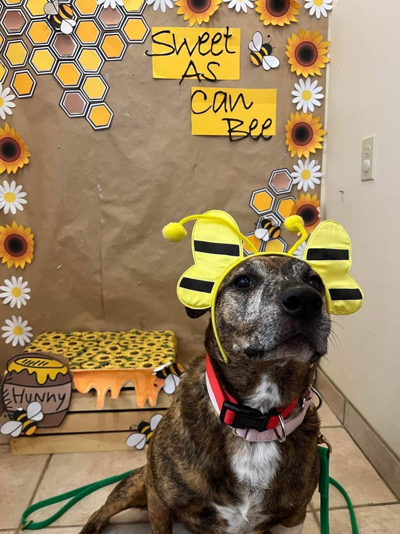 Tiff & Abby, Adoptable, Senior Female Boxer.