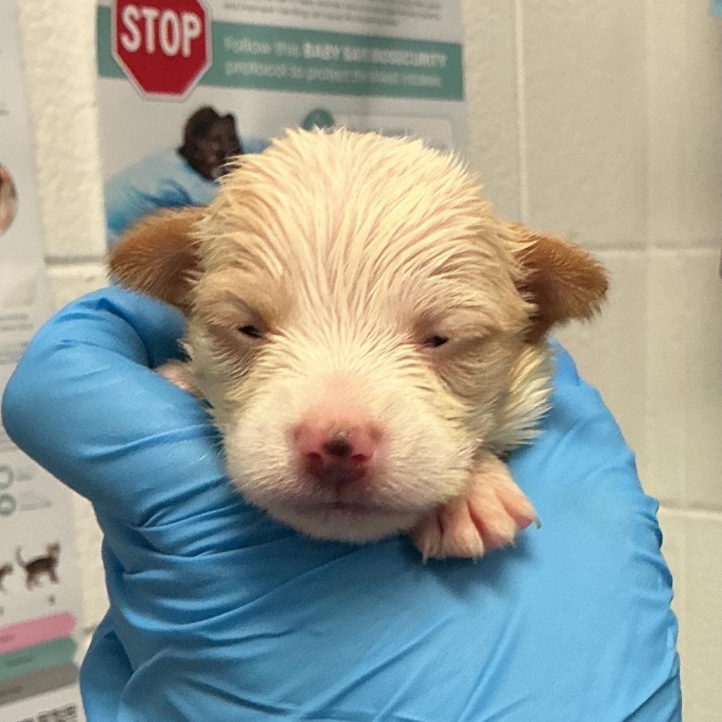 Holiday, Adoptable, Puppy Female Mixed Breed.