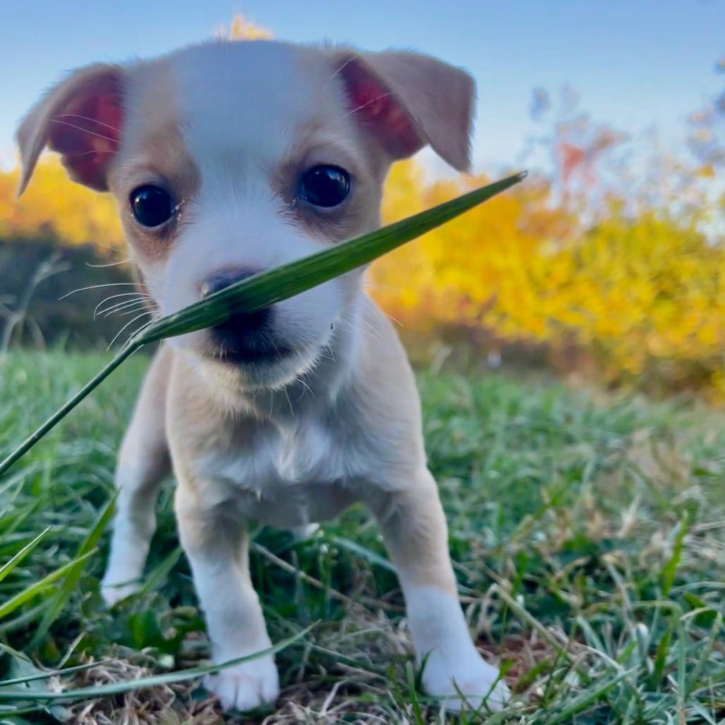 Enlarge Holiday, a Adoptable Mixed Breed in Asheville, NC image 2/5