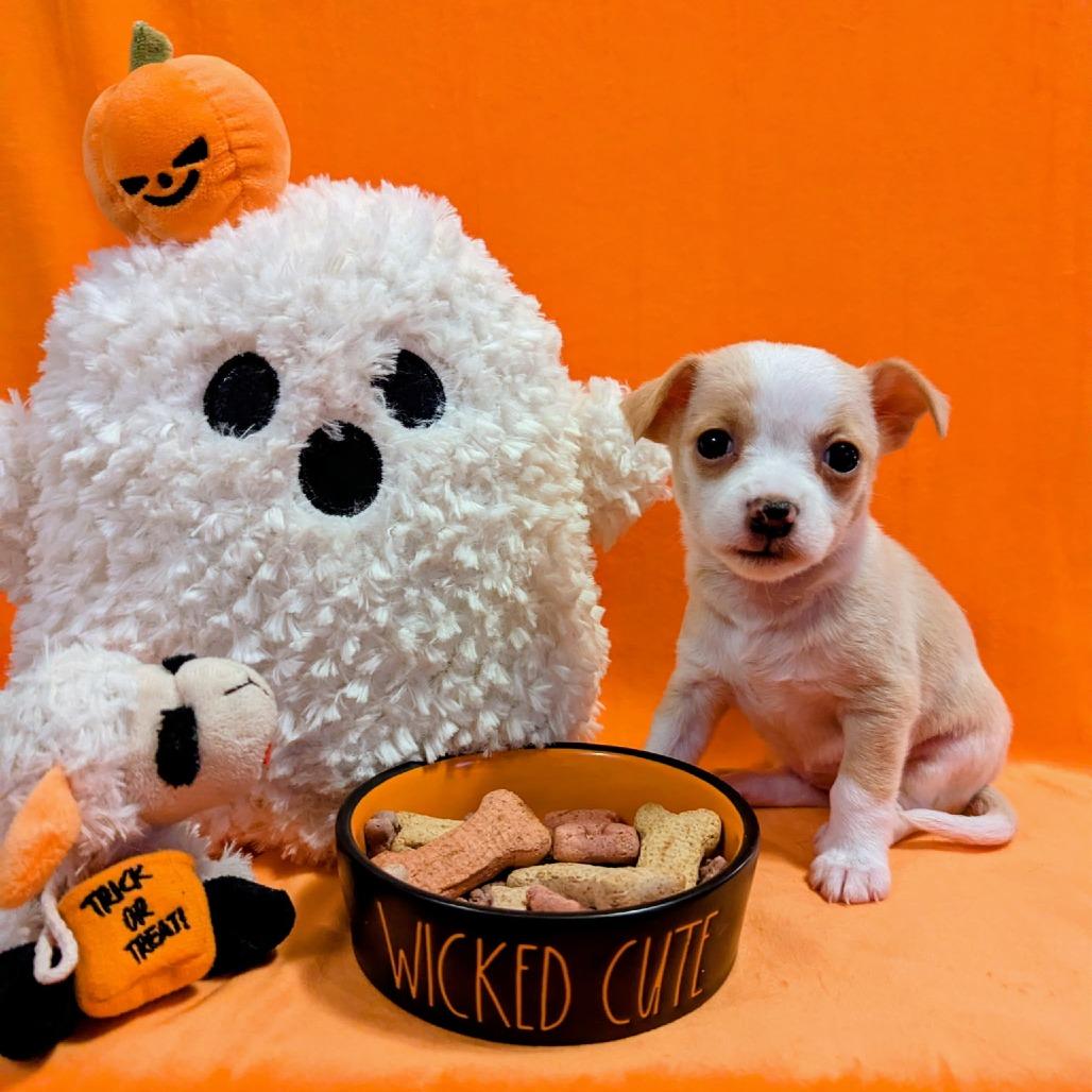Enlarge Holiday, a Adoptable Mixed Breed in Asheville, NC image 3/5