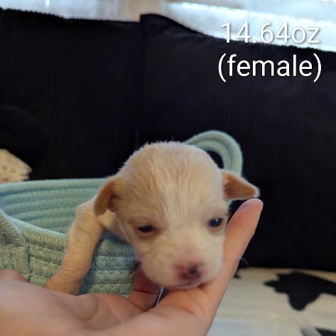Enlarge Holiday, a Adoptable Mixed Breed in Asheville, NC image 4/5