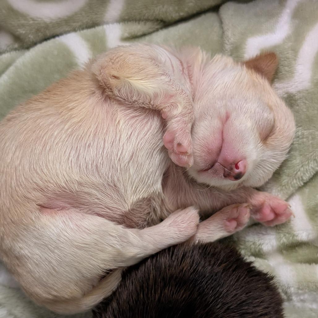 Enlarge Holiday, a Adoptable Mixed Breed in Asheville, NC image 5/5