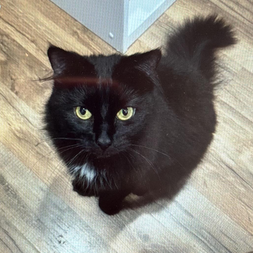 Yuki, Adoptable, Adult Male Domestic Long Hair.