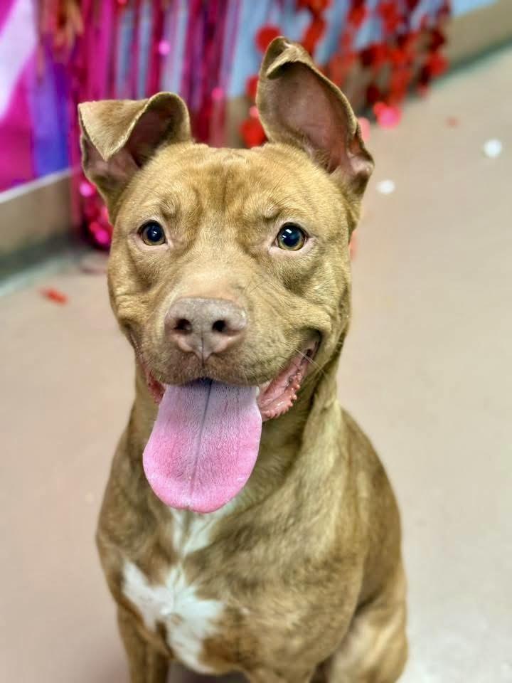 Charades — thumbnail 2