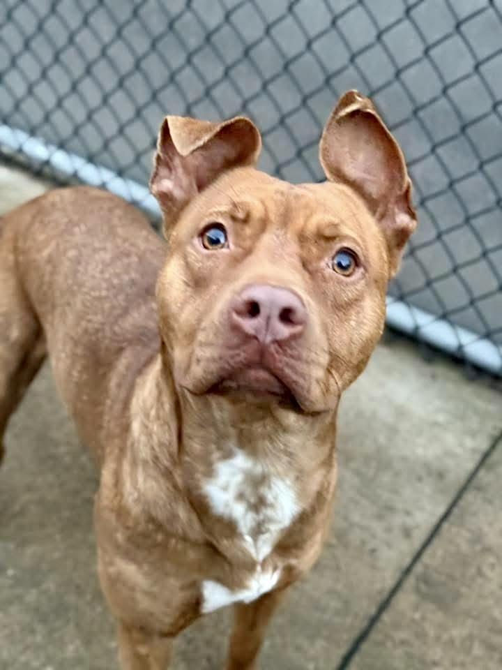 Charades — thumbnail 3