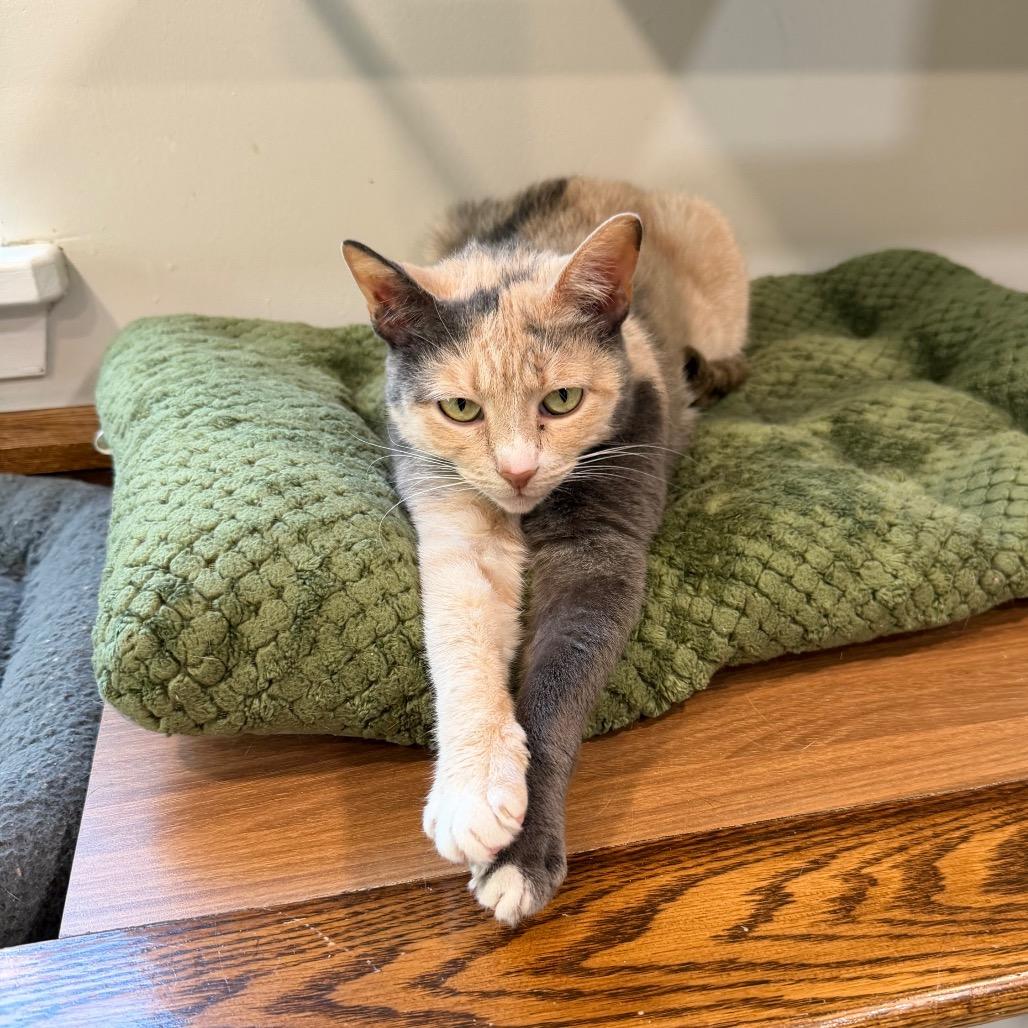 Enlarge Maisie, a Adoptable Domestic Short Hair in Oyster Bay, NY image 1/6