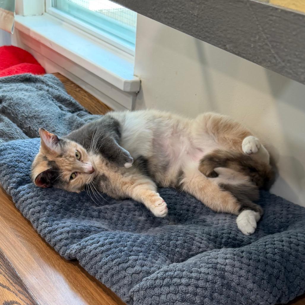 Enlarge Maisie, a Adoptable Domestic Short Hair in Oyster Bay, NY image 2/6