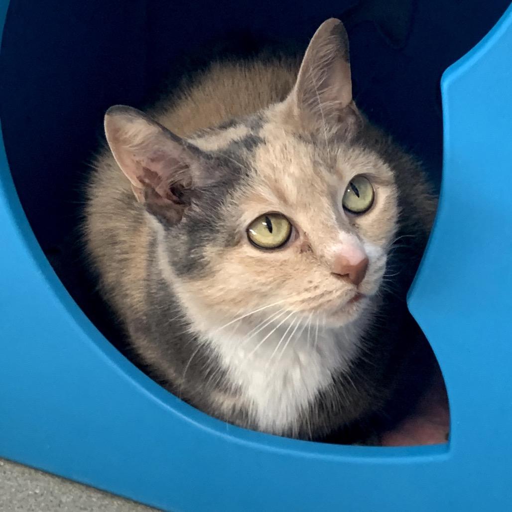 Maisie, Adoptable, Young Female Domestic Short Hair.